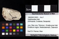 Foto (Objket + Etiketten) von Galatheoidea indet. 